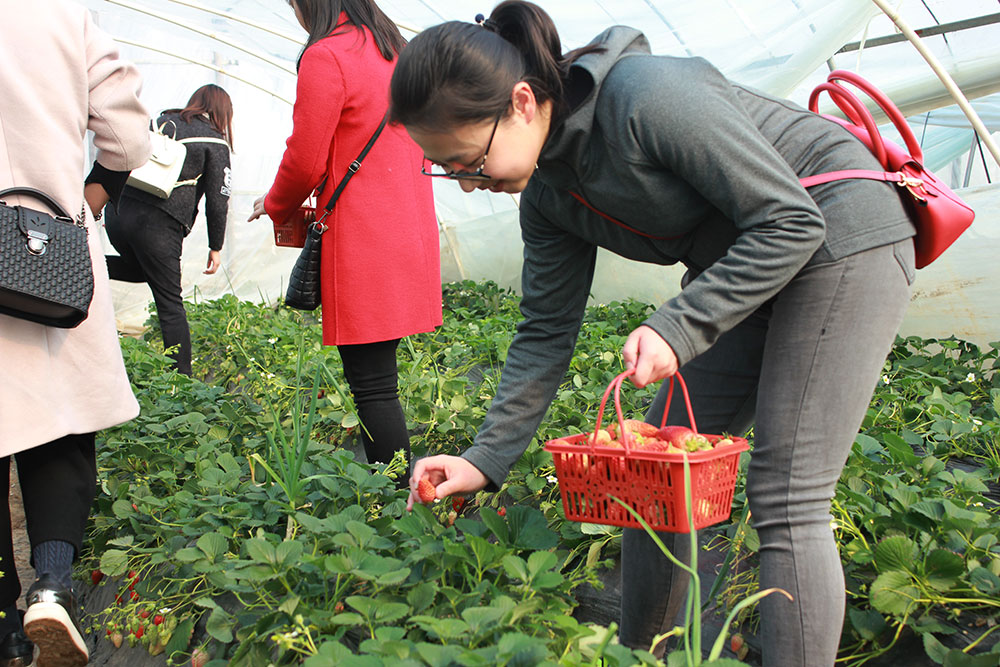 億誠建設三八婦女節(jié)摘草莓